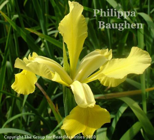 Philippa Baughen (1)